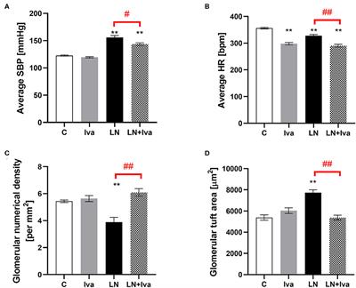 Ivabradine Ameliorates Kidney Fibrosis in L-NAME-Induced Hypertension